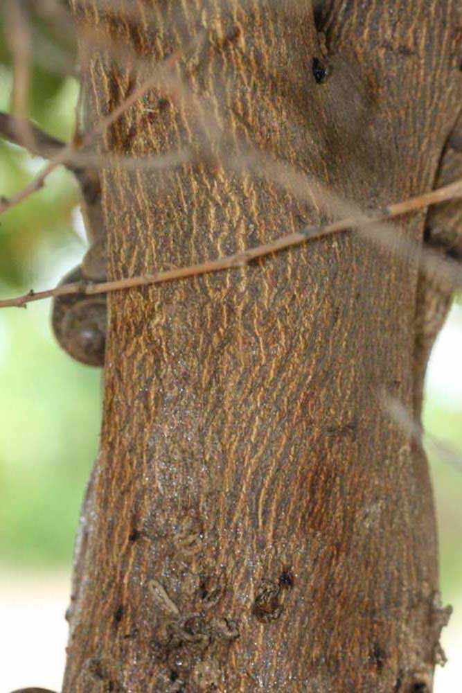            Bark (Riverside, CA)   